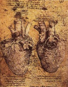 Heart and its Blood Vessels, Leonardo da Vinci