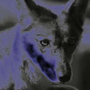 coyote_(fox)-88956_960_720-3