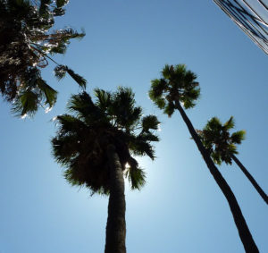 LA_palm-trees-207045_960_720-03