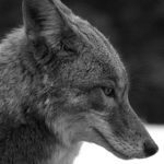 coyote-1475613-02